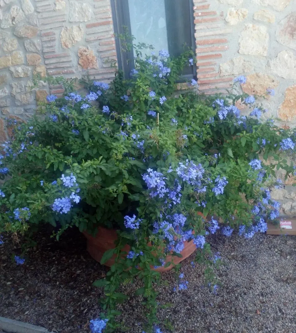 Case Cordovani Magliano in Toscana